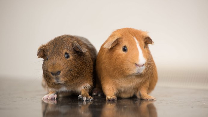 Морские свинки породы Куи