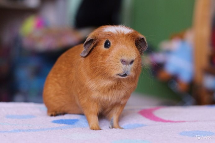 Карликовые морские свинки