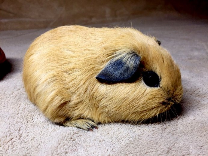 Карликовая морская свинья