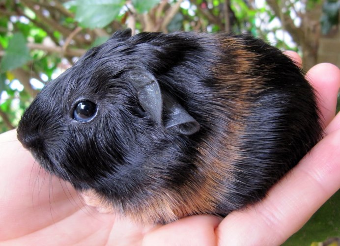 Морская Свинка скинни Бегемотик