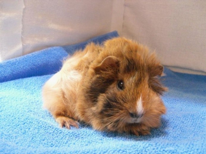 Калифорнийская морская Свинка