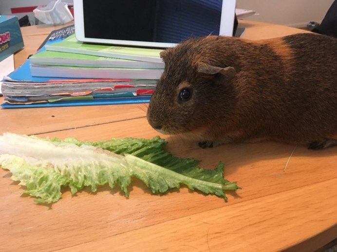 Морские свинки породы Аргент