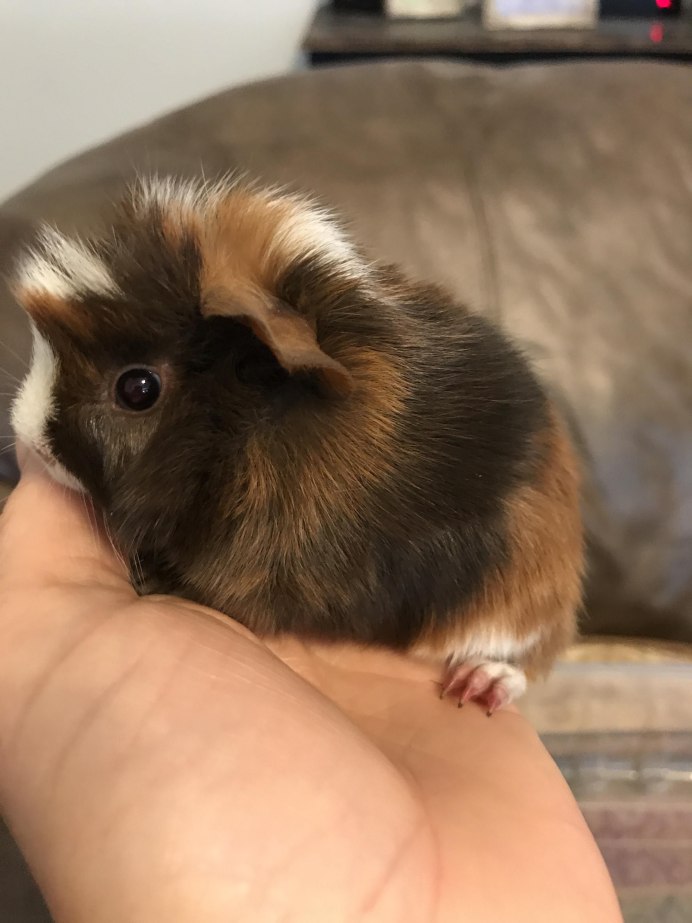 Карликовые морские свинки