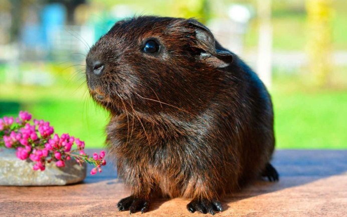 Морская Свинка мини Карликовые