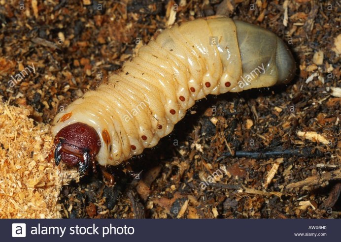 Palorus subdepressus