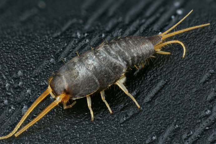 Чешуйница (lepisma saccharina)