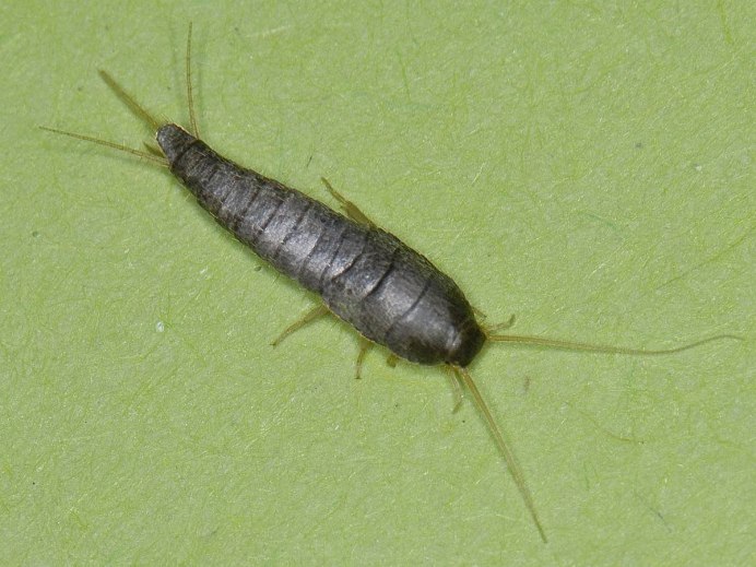 Lepisma saccharina