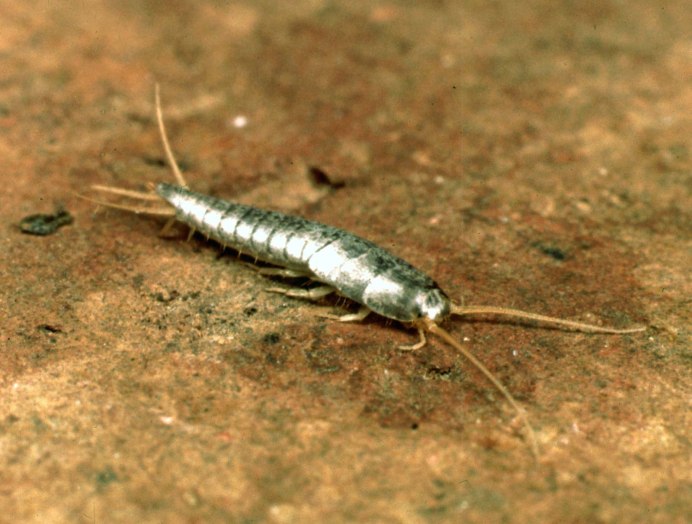 Чешуйница (lepisma saccharina)