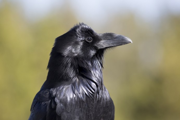 Corvus Corax