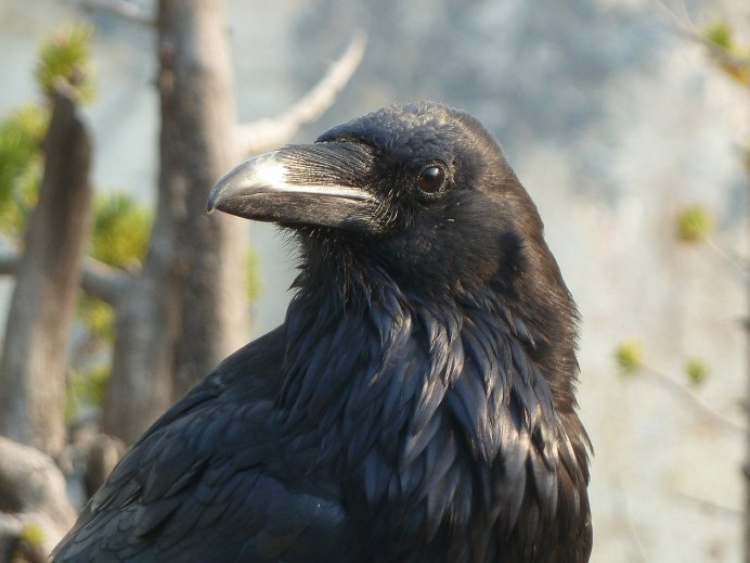 Common Raven