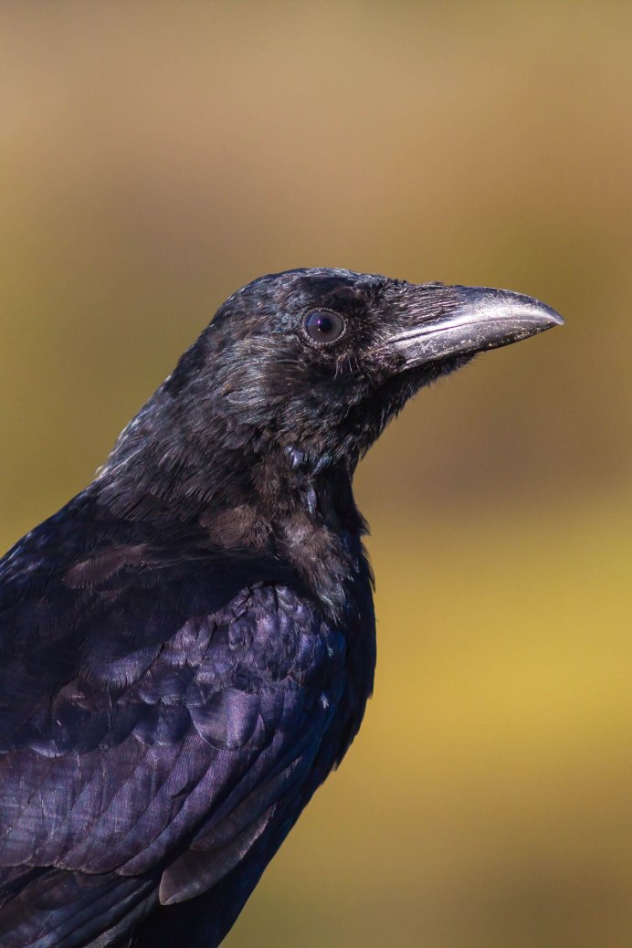 Ворон Corvus Corax