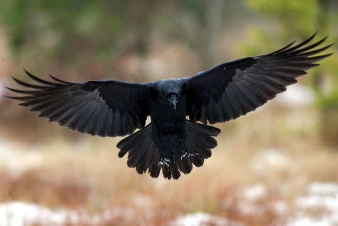 Corvus Corax птица