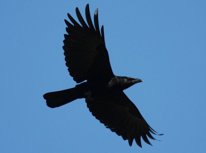 Corvus Corax птица