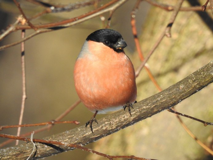 Странствующий Дрозд (turdus migratorius)