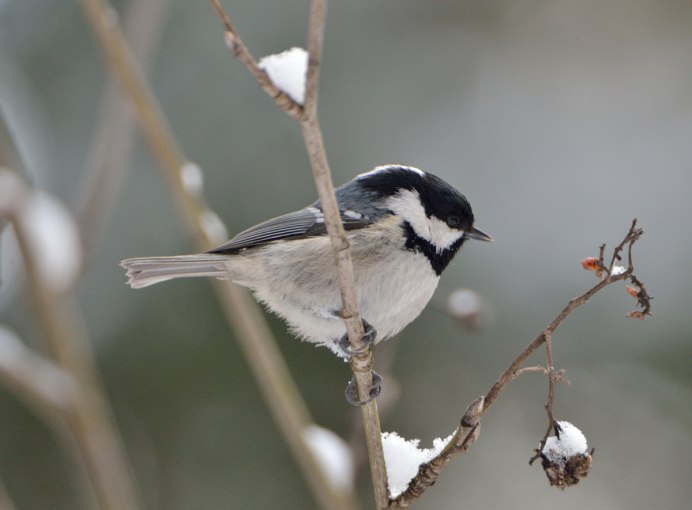 Белая лазоревка (Parus cyanus)