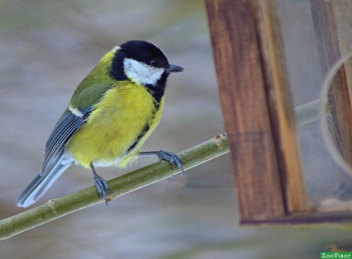Синица серая (Parus cinereus)