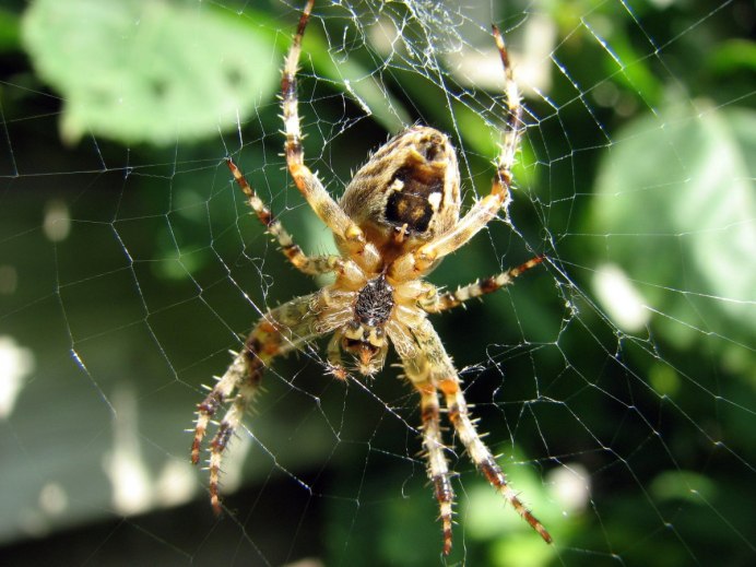 Atypus SP