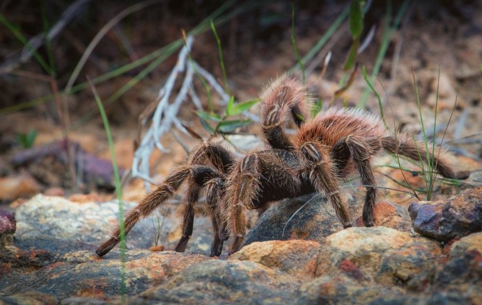 Atypus Magnus