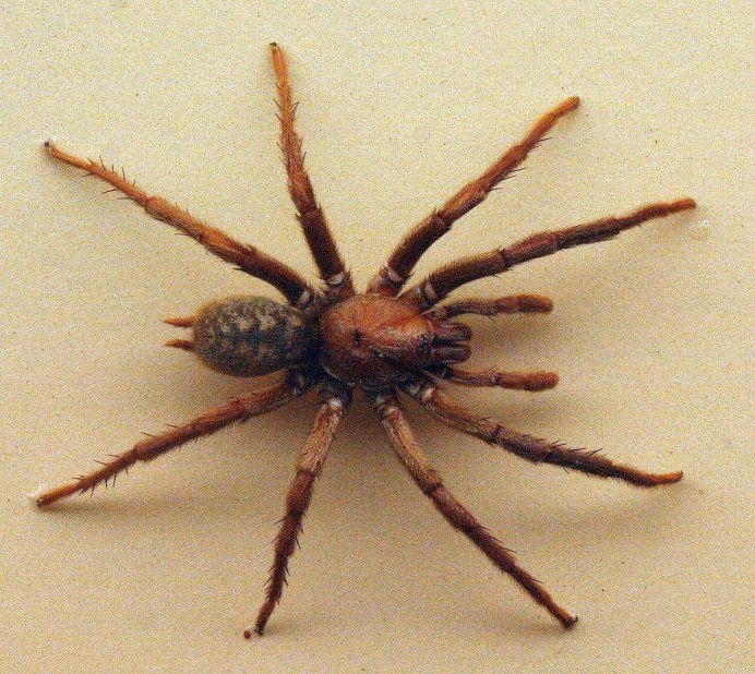 Theridiidae паутина