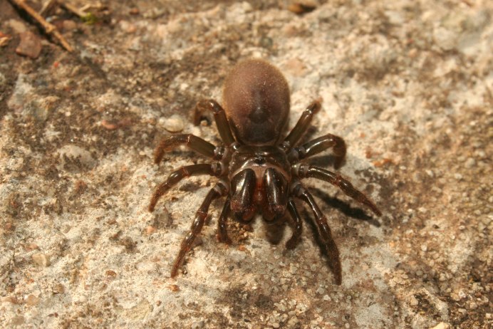 Паук-землекоп Atypus Magnus