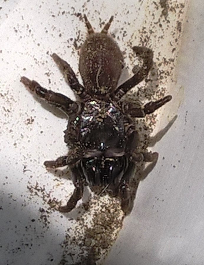 Liphistius malayanus