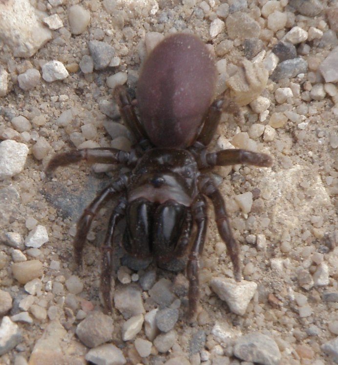 Паук-землекоп Atypus Medius