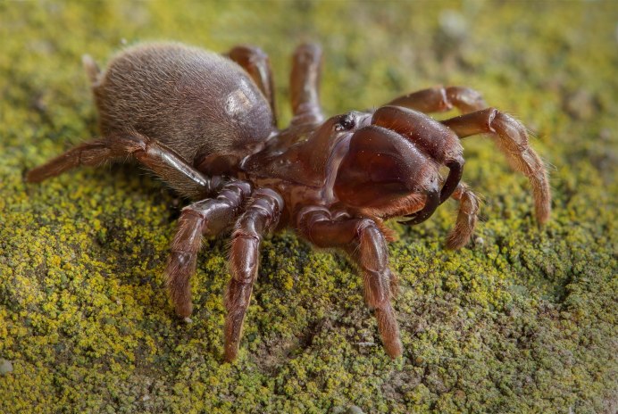 Atypus muralis