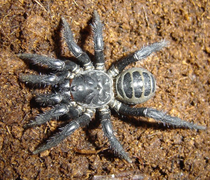 Ostearius melanopygius паук