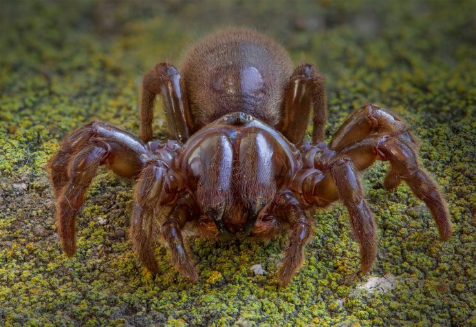 Atypus Magnus