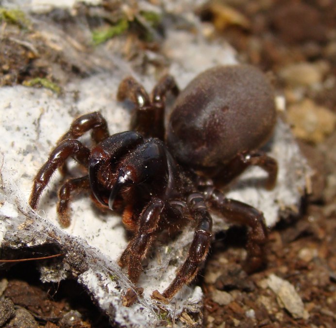 Паук-землекоп Atypus Medius