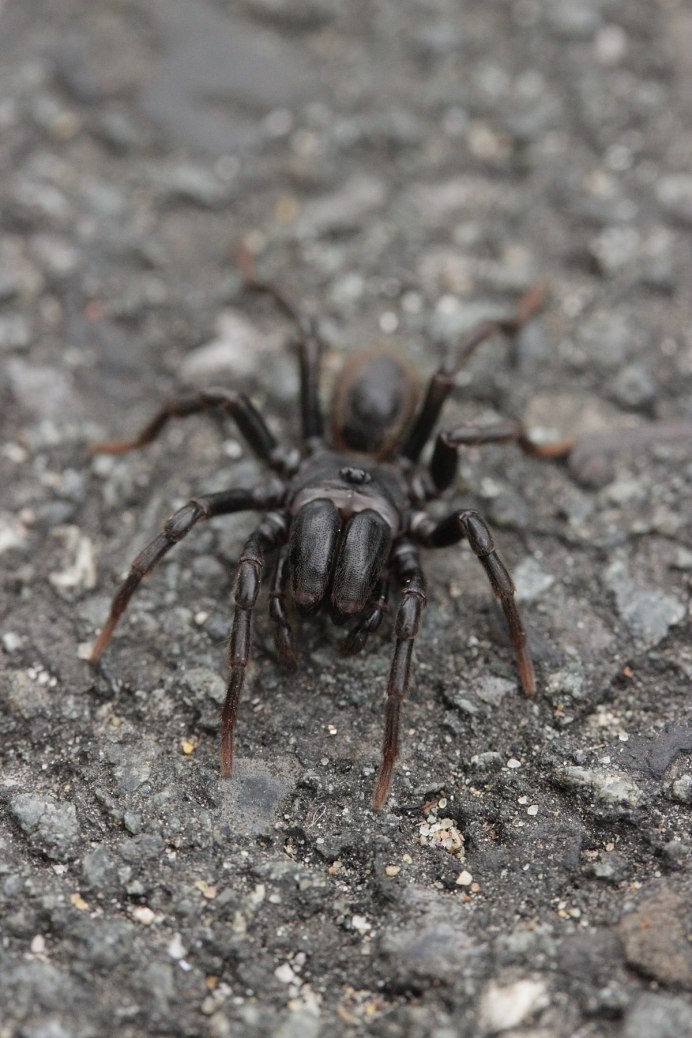 Acanthogonatus pissii