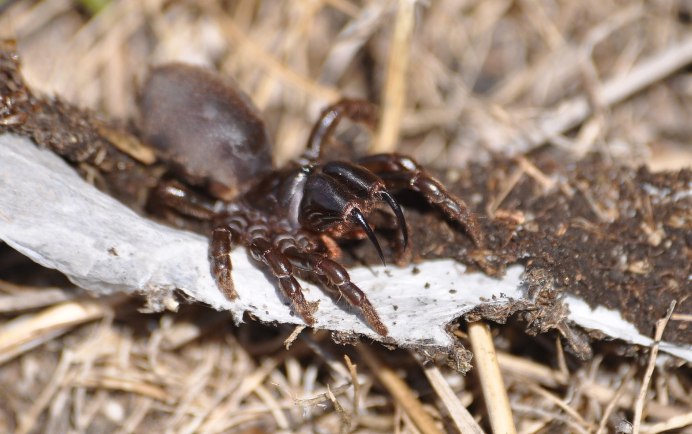 Atipus SP
