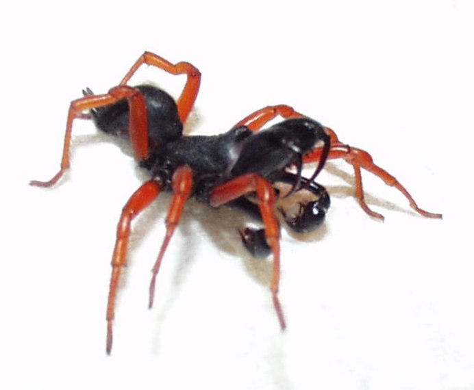 Aname atra (Nemesiidae)