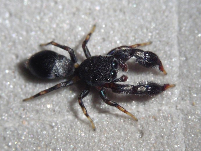 Землекоп стенной - Atypus muralis