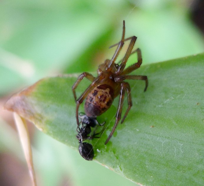 Паук Atypus affinis