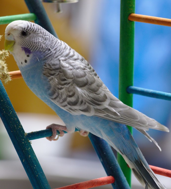 Волнистый попугайчик окрасы