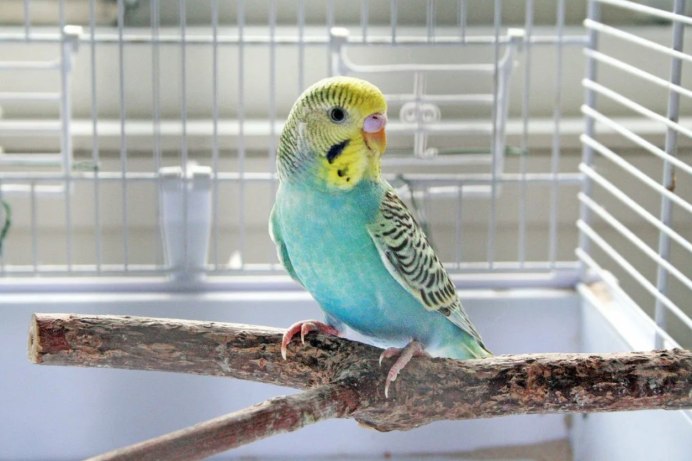 Попугай домашний волнистый