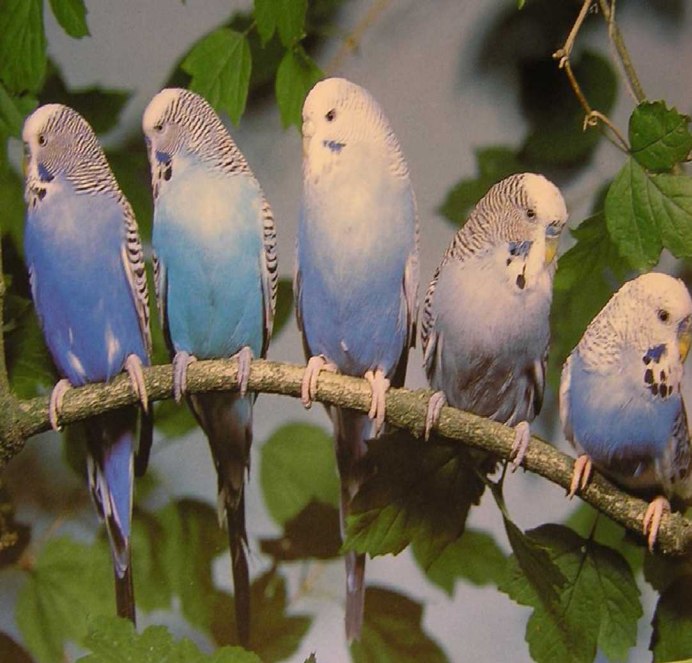 Волнистый попугай Budgie