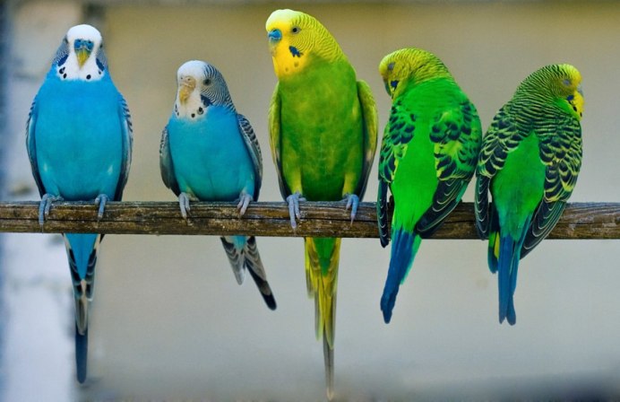 Пинто волнистый попугай