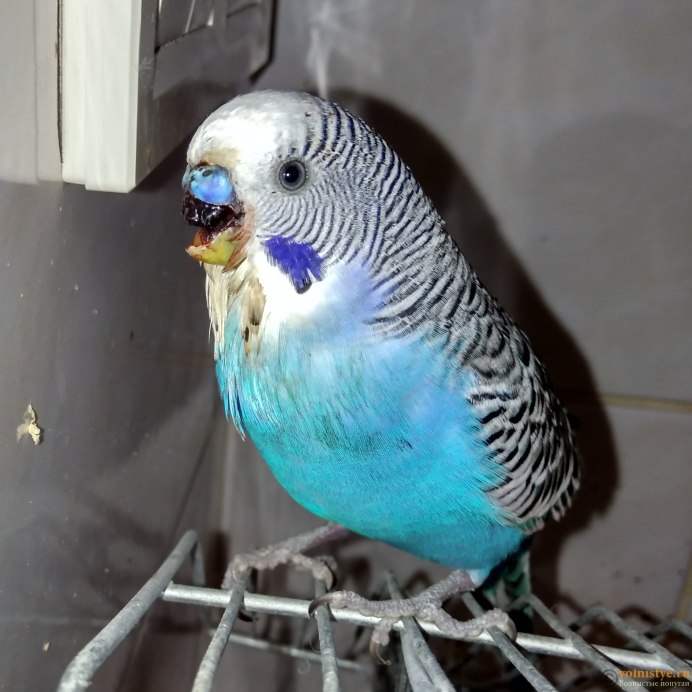 Длиннохвостый попугай