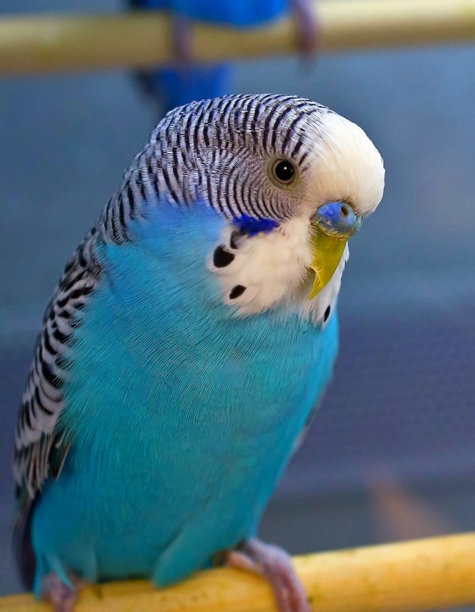 Волнистый попугай Арлекин