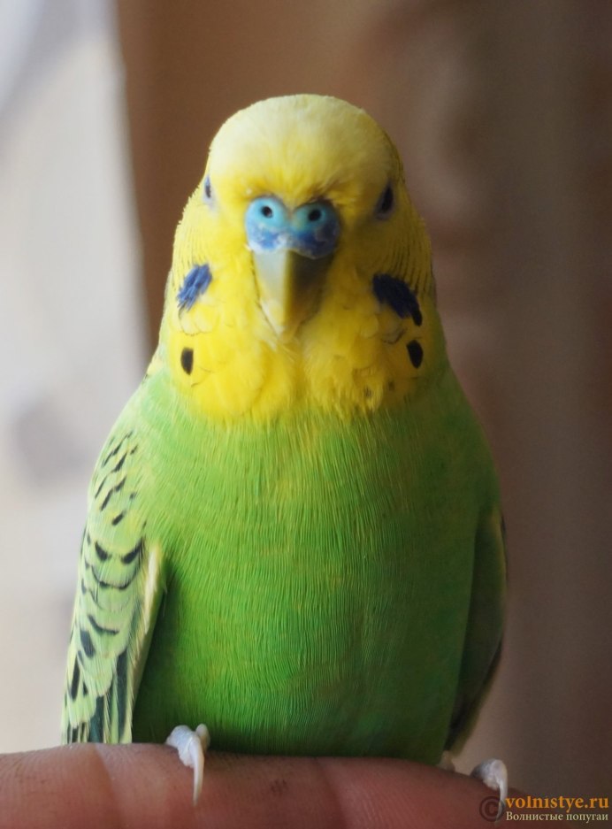 Породистые волнистые попугаи