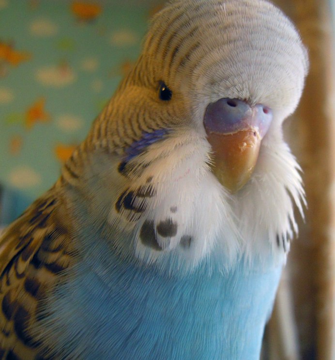 Попугаи волнистые попугайчики