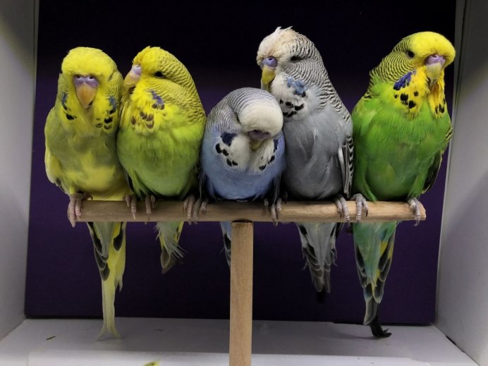 Волнистый попугай Budgie