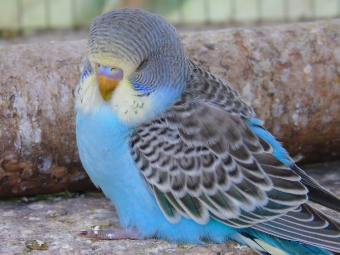 Волнистый попугай Budgie