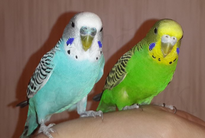 Волнистый попугай Budgie