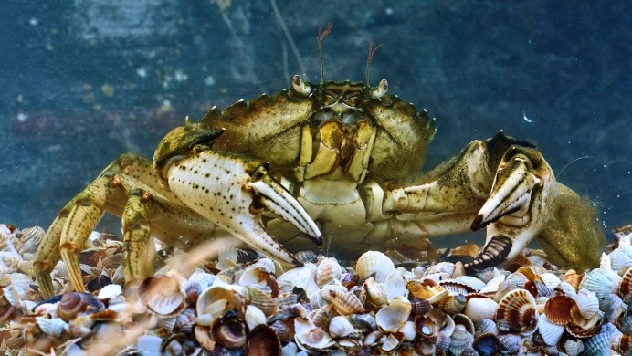 Carcinus aestuarii