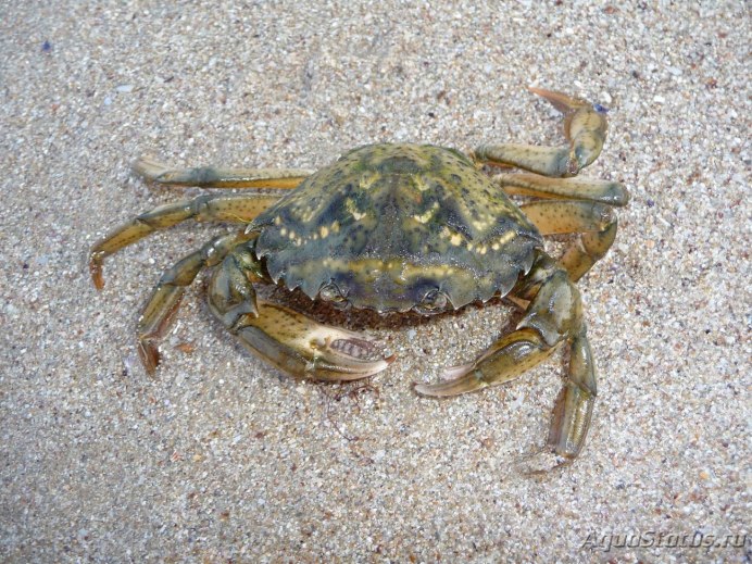 Carcinus Maenas