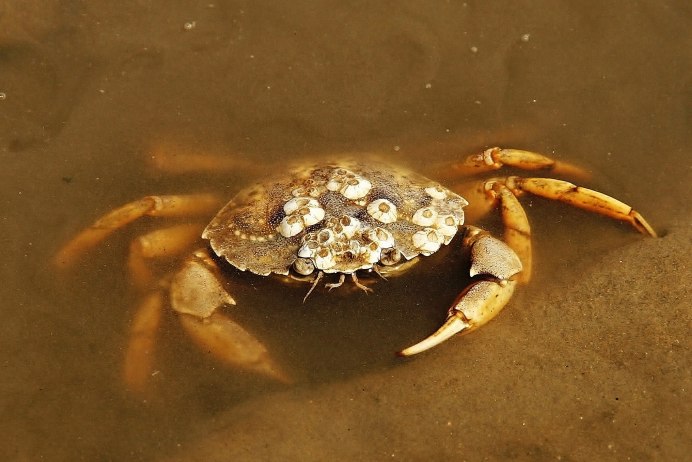 European Green Crabs