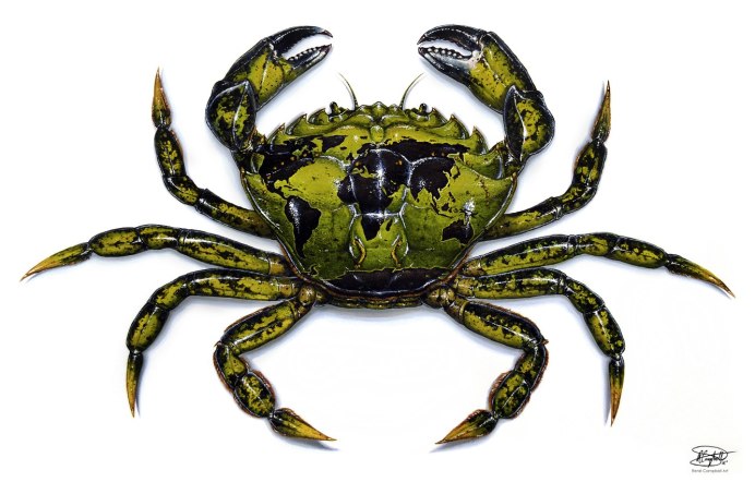 Carcinus Maenas
